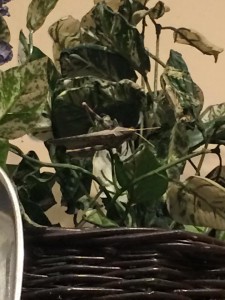 Mr. Grasshopper